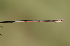 Lestes alacer