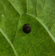 Hypognatha