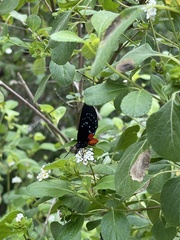 Eumaeus atala