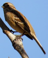 Spizelloides arborea