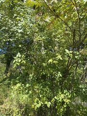 Ptelea trifoliata