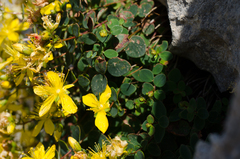 Hypericum nummularium