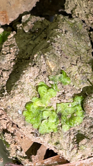 Lunularia cruciata