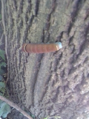 Papilio multicaudata multicaudata