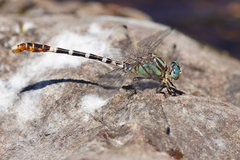 Erpetogomphus lampropeltis