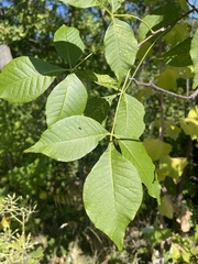 Ptelea trifoliata