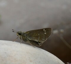 Borbo cinnara