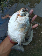 Mylossoma
