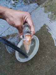 Mylossoma