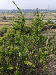 Retanilla trinervia