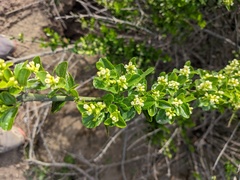 Retanilla trinervia