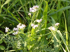 Achillea roseo-alba