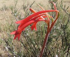 Cyrtanthus contractus