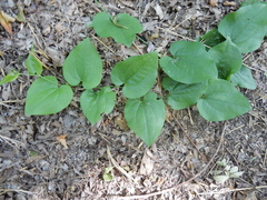 Smilax tamnoides