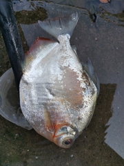 Mylossoma