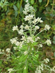 Pseudognaphalium obtusifolium