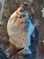 Mylossoma