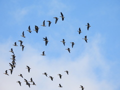 Anser brachyrhynchus
