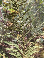 Athyrium angustum