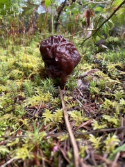 Gyromitra esculenta
