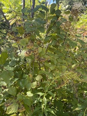 Physocarpus intermedius