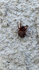 Steatoda nobilis