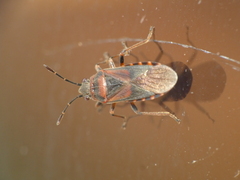 Arocatus melanocephalus