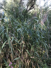 Phragmites australis