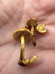 Pholiota granulosa