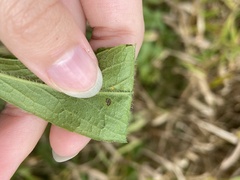 Coleosporium solidaginis