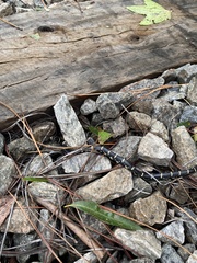 Lampropeltis getula