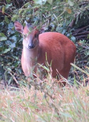 Cephalophorus natalensis natalensis