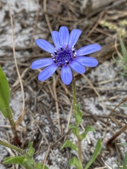 Felicia heterophylla