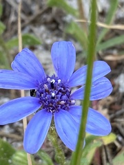 Felicia heterophylla