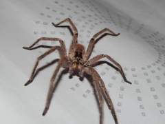 Afroneutria erythrochelis