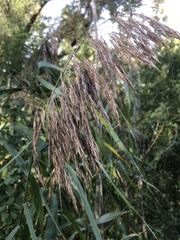 Phragmites australis