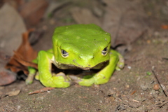 Bicoloured Tree-Frog photo 5
