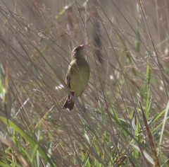 Dolichonyx oryzivorus
