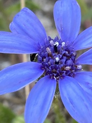 Felicia heterophylla