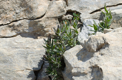 Glandora gastonii