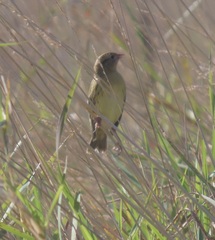 Dolichonyx oryzivorus