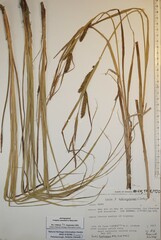 Carex × subimpressa