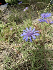 Felicia heterophylla