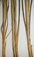 Carex × subimpressa