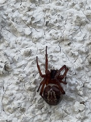 Steatoda nobilis