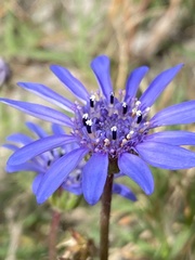 Felicia heterophylla