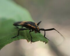 Batesparna platyptera