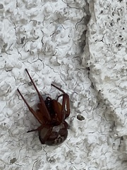 Steatoda nobilis