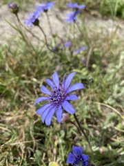 Felicia heterophylla