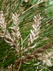 Festuca ovina